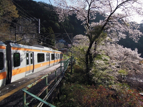 鳩ノ巣駅にはまだ桜が咲いていた